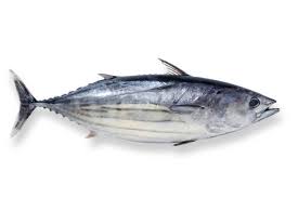 Bonito