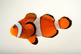 Clownfish