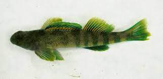 Darter