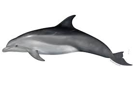 Dolphin