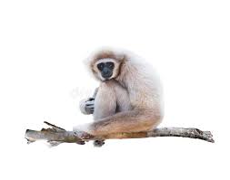 Gibbon