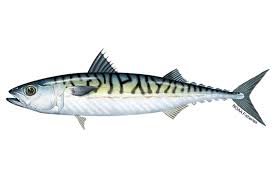 Mackerel