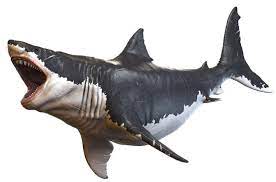 Megalodon