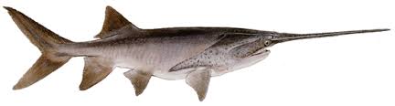 Paddlefish