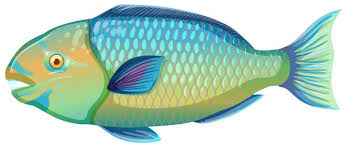 Parrotfish