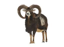 Ram