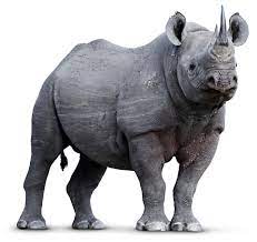 Rhinoceros