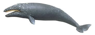 Whale