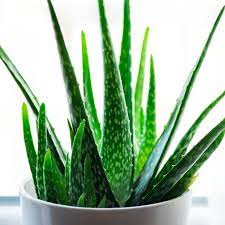 Aloes